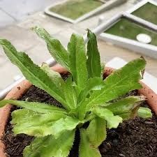 Semillas de cimarrón